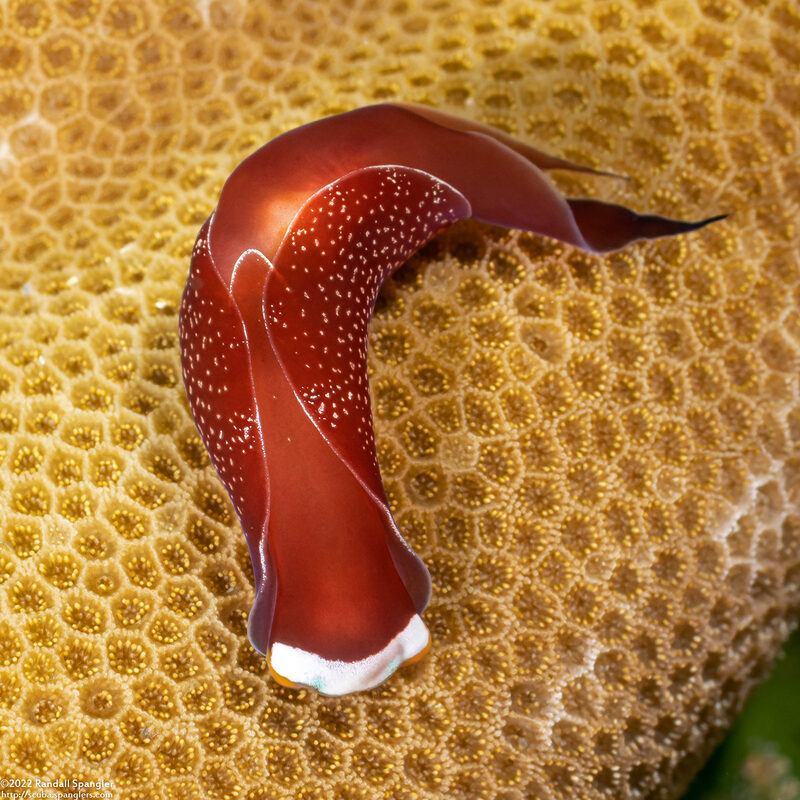 Mariaglaja inornata (Headband Headshield Slug)