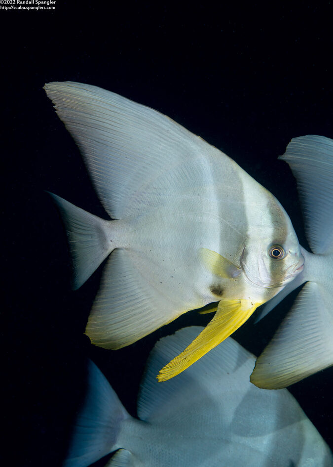 Platax teira (Longfin Spadefish)