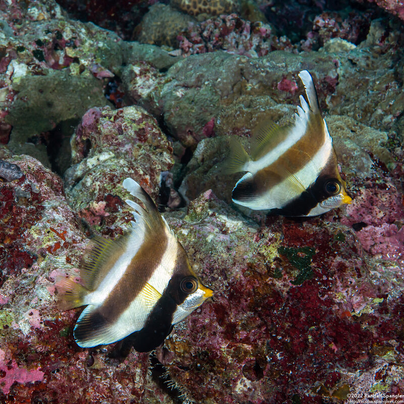 Heniochus chrysostomus (Pennant Bannerfish)