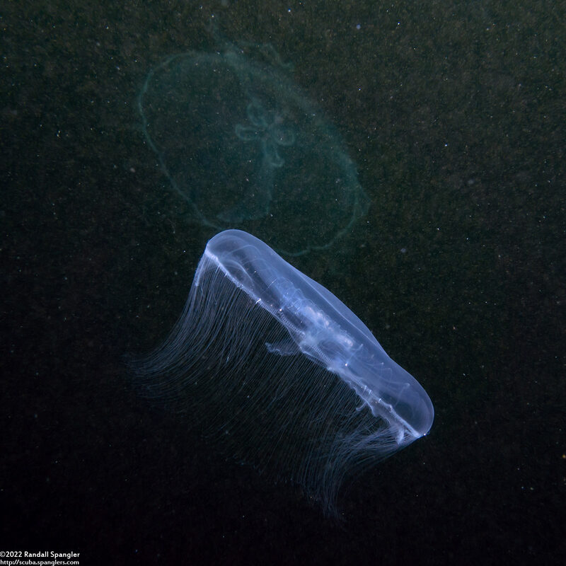 Aurelia sp.1 (Aurelia sp.1)