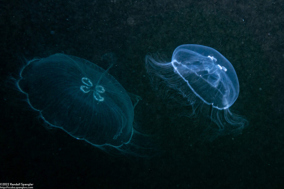 Aurelia sp.1 (Aurelia sp.1)