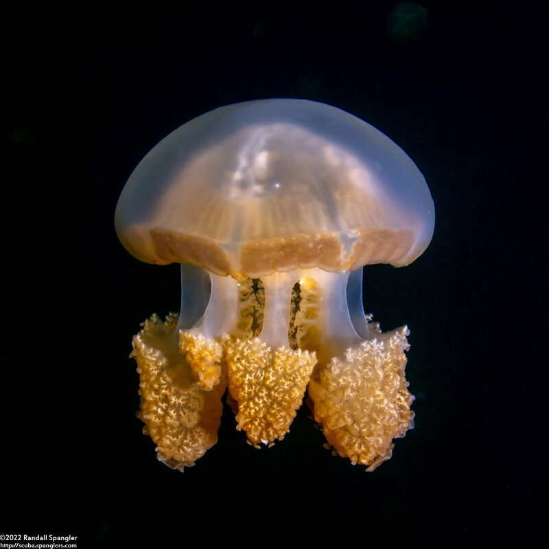 Mastigias papua etpisoni (Golden Jellyfish)