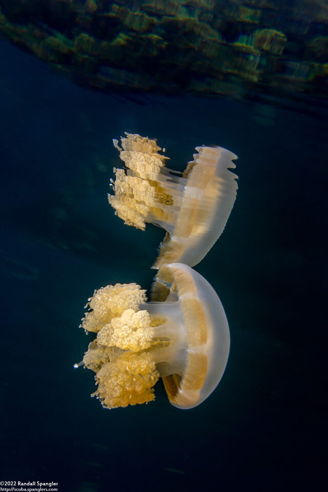 Mastigias papua etpisoni (Golden Jellyfish)