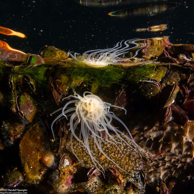 Entacmaea medusivora (Jellyfish-Eating Anemone)