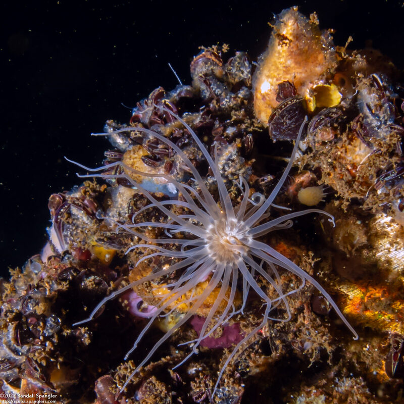 Entacmaea medusivora (Jellyfish-Eating Anemone)