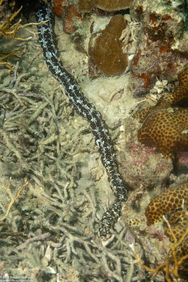 Opheodesoma grisea (Serpent Sea Cucumber)