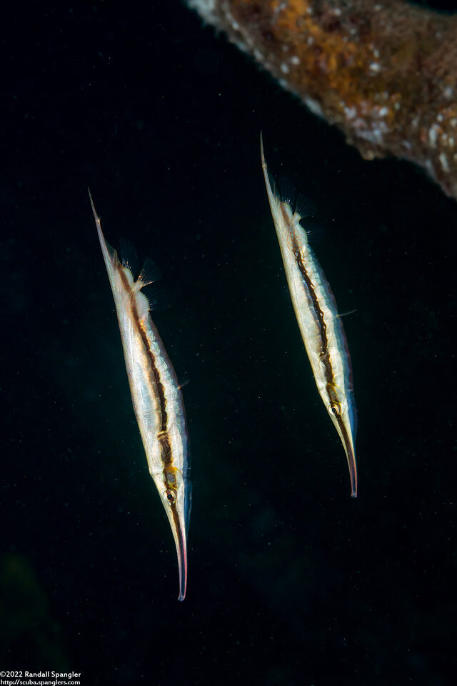Aeoliscus strigatus (Hinged Shrimpfish)