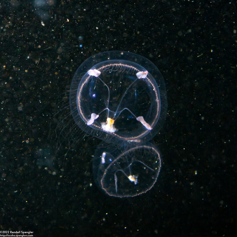 Mitrocoma cellularia (Cross Jelly)