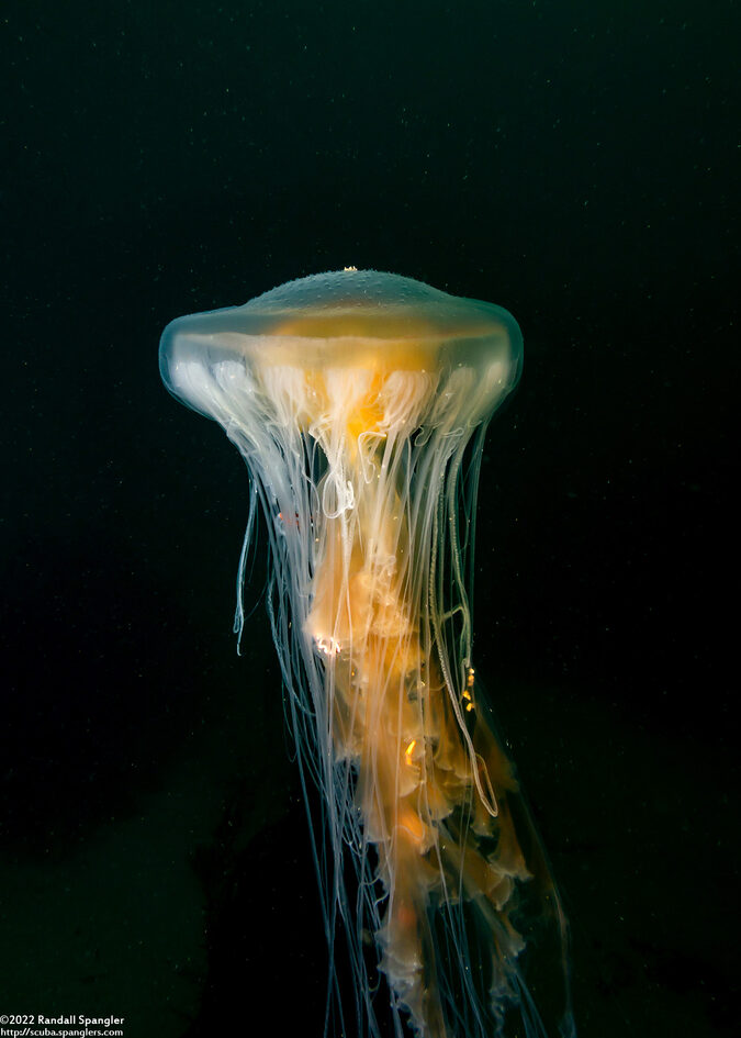 Phacellophora camtschatica (Egg-Yolk Jelly)