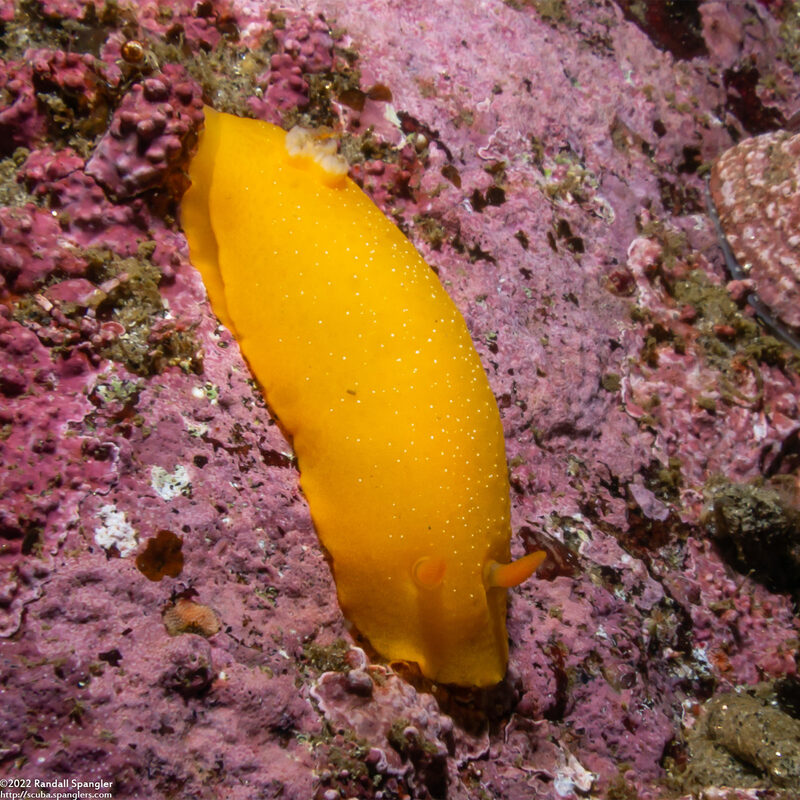 Doriopsilla fulva (White-Speckled Dorid)