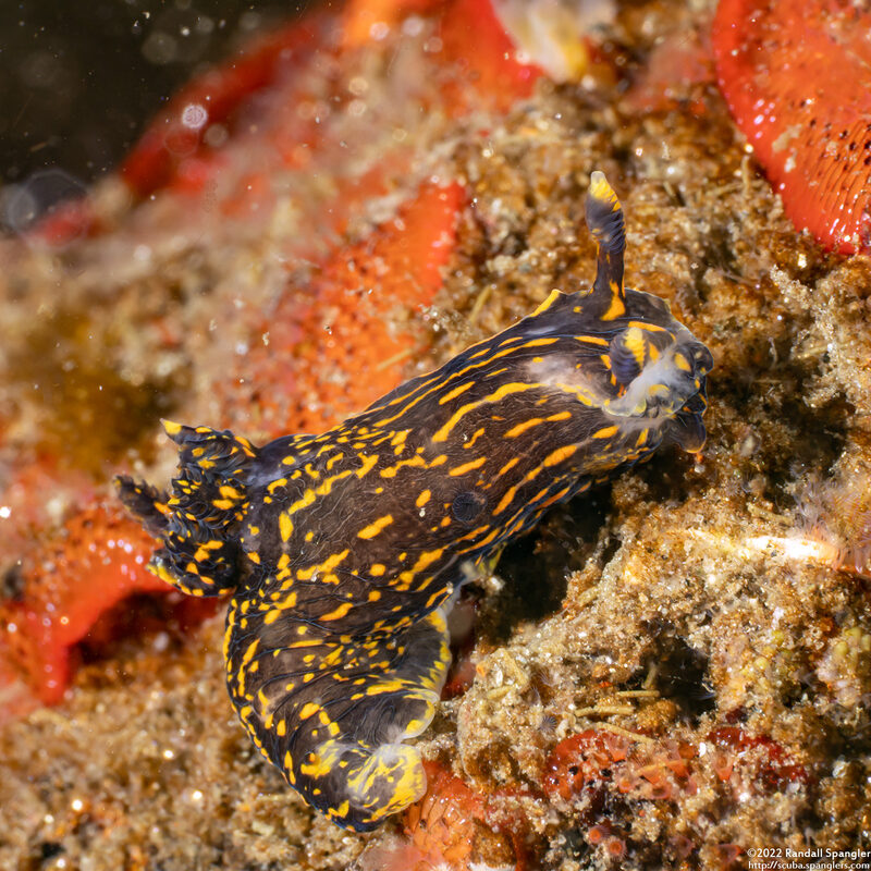 Polycera atra (Black Dorid)