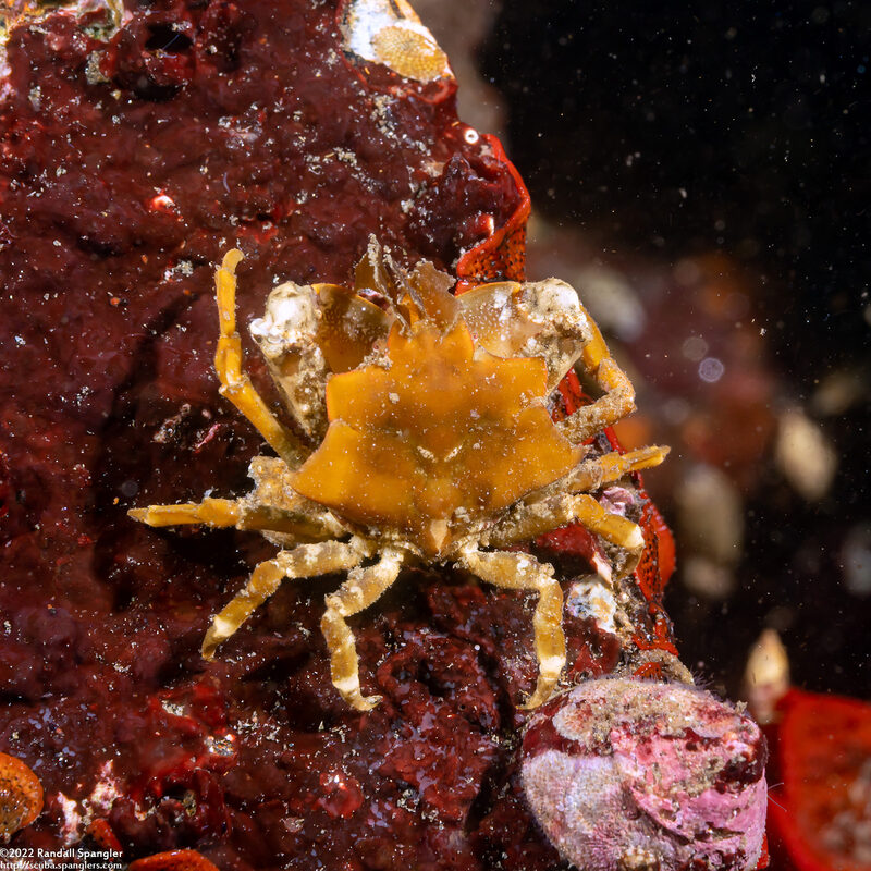Pugettia foliata (Foliate Kelp Crab)
