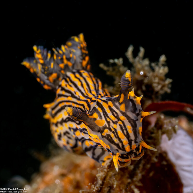 Polycera atra (Black Dorid)