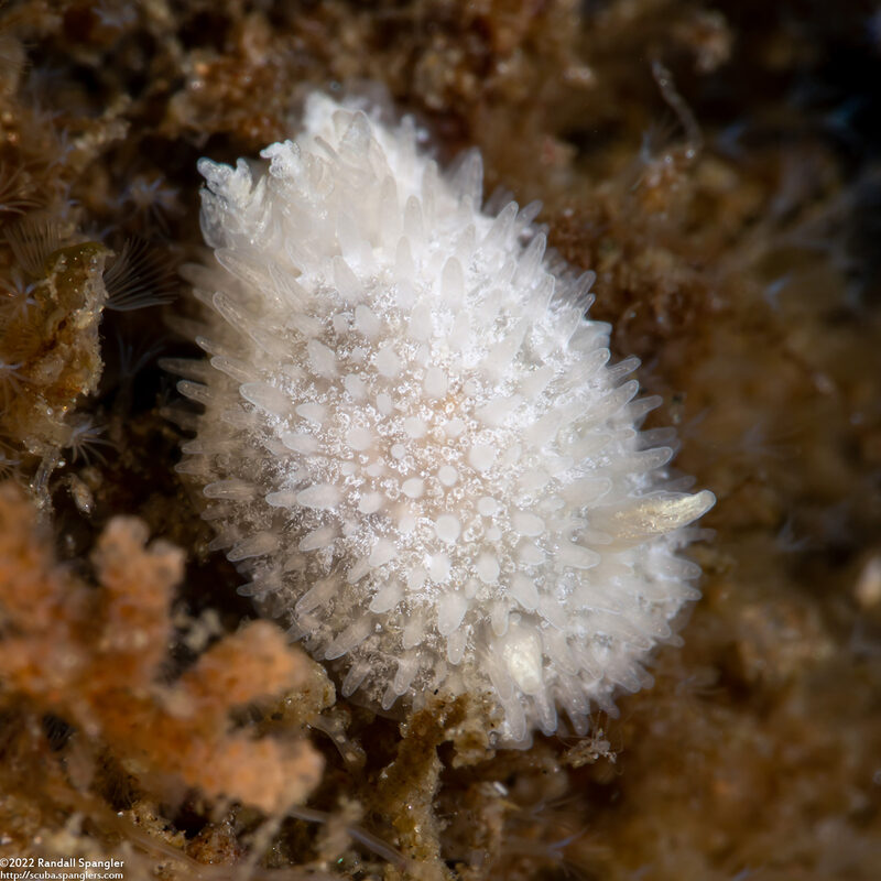 Diaphorodoris lirulatocauda (Ridge-Tailed Dorid)