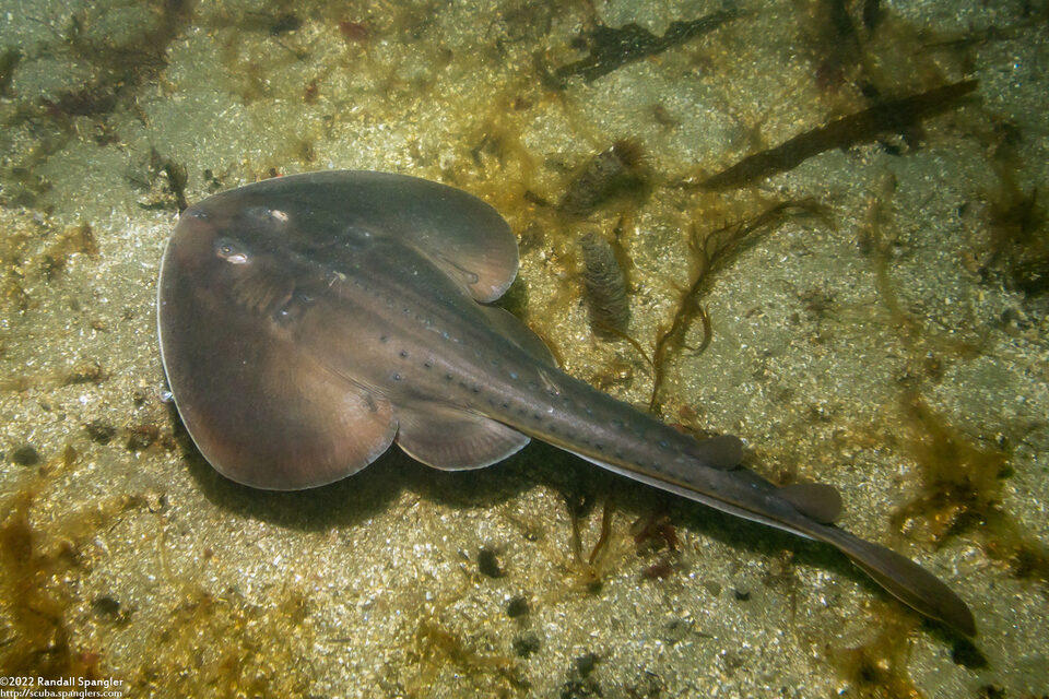 Platyrhinoidis triseriata (Thornback)