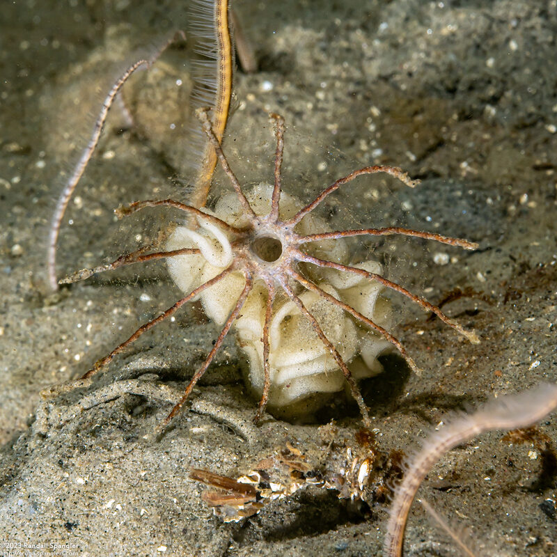 Praxillura maculata (Windmill Worm)