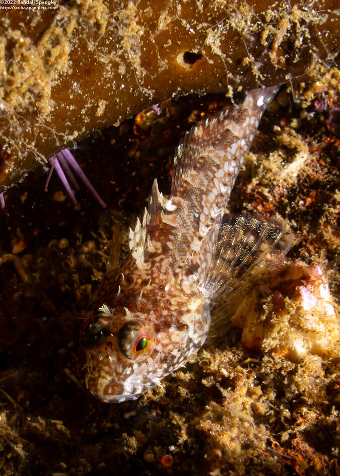 Artedius corallinus (Coralline Sculpin)