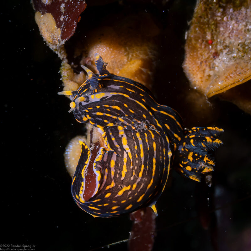 Polycera atra (Black Dorid)