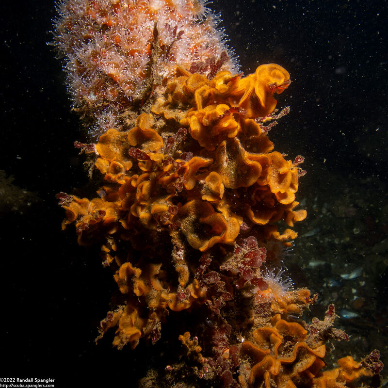 Primavelans insculpta (Fluted Bryozoan)