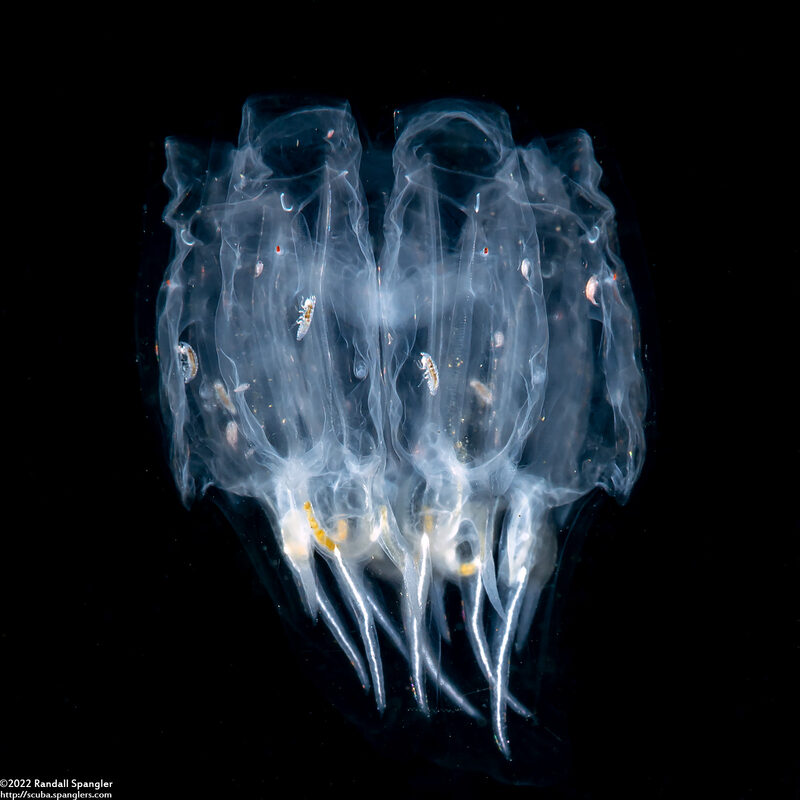 Cyclosalpa bakeri (Cyclosalpa Bakeri)