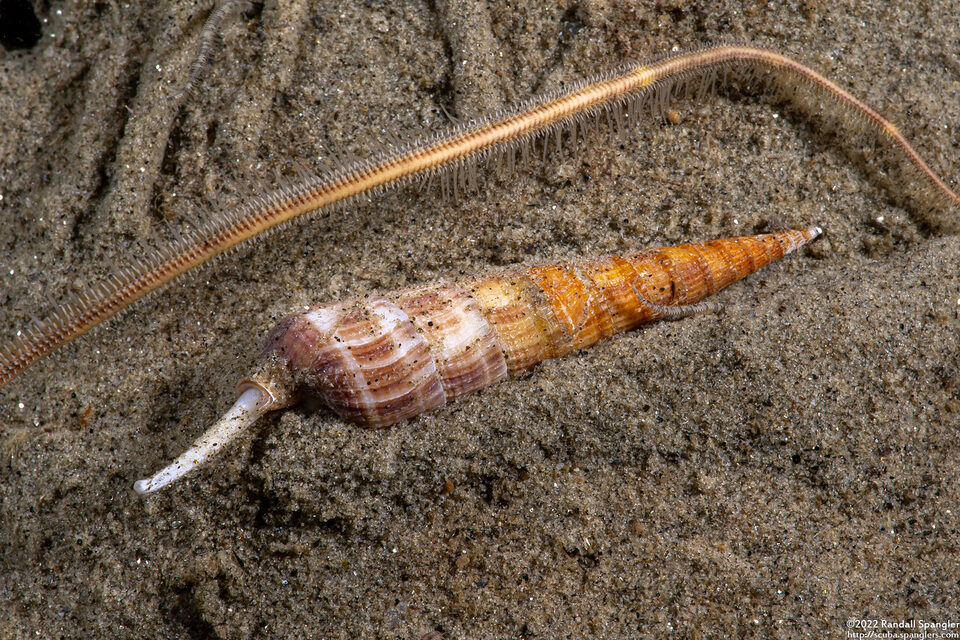 Terebra pedroana (San Pedro Augur)