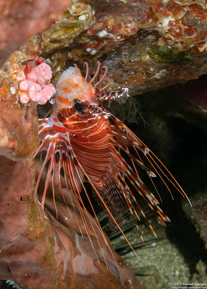 Pterois antennata (Spotfin Lionfish)