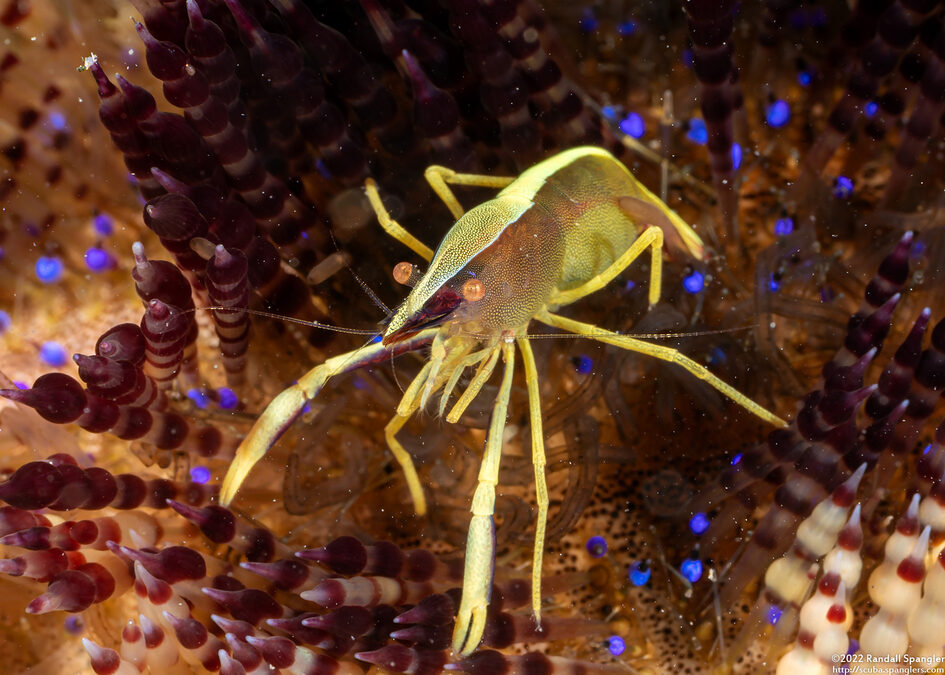 Allopontonia brocki (Brook's Urchin Shrimp)