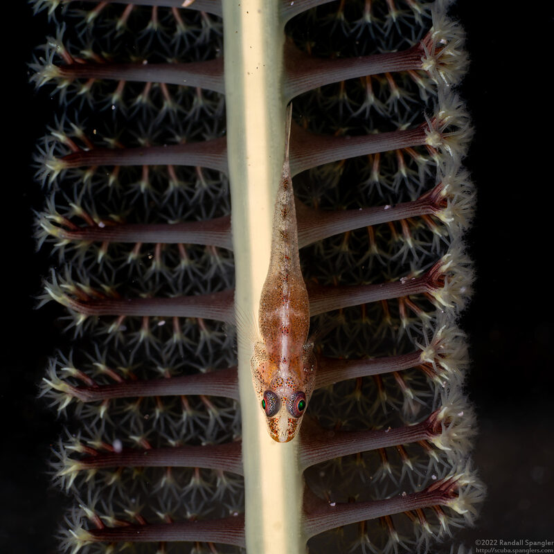 Pleurosicya mossambica (Common Ghostgoby)