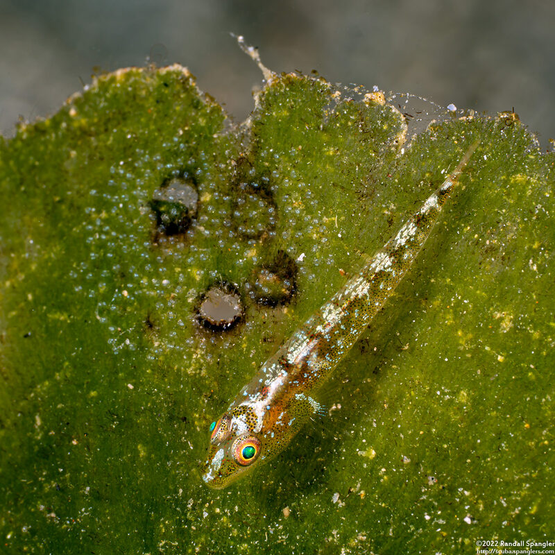 Pleurosicya mossambica (Common Ghostgoby); With eggs