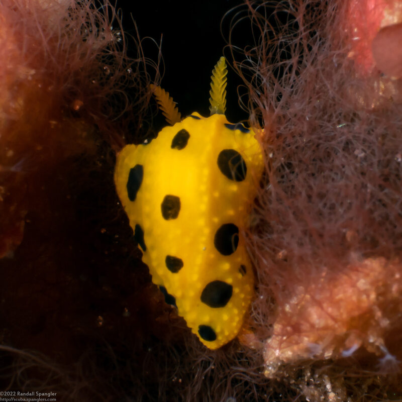 Phyllidia polkadotsa (Polka Dot Phyllidia)