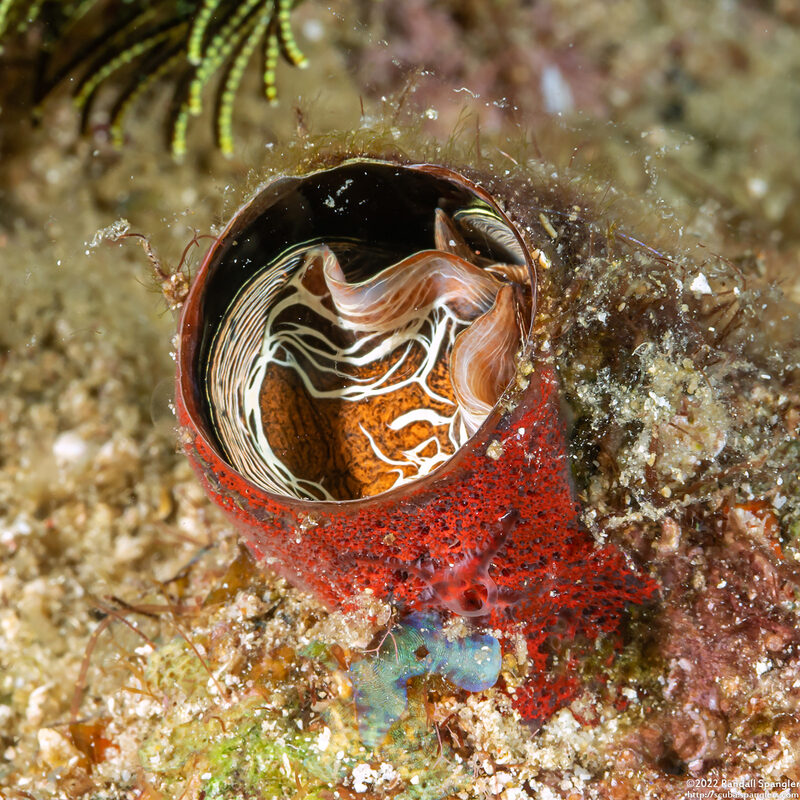 Thylacodes grandis (Grand Coral Worm Snail)