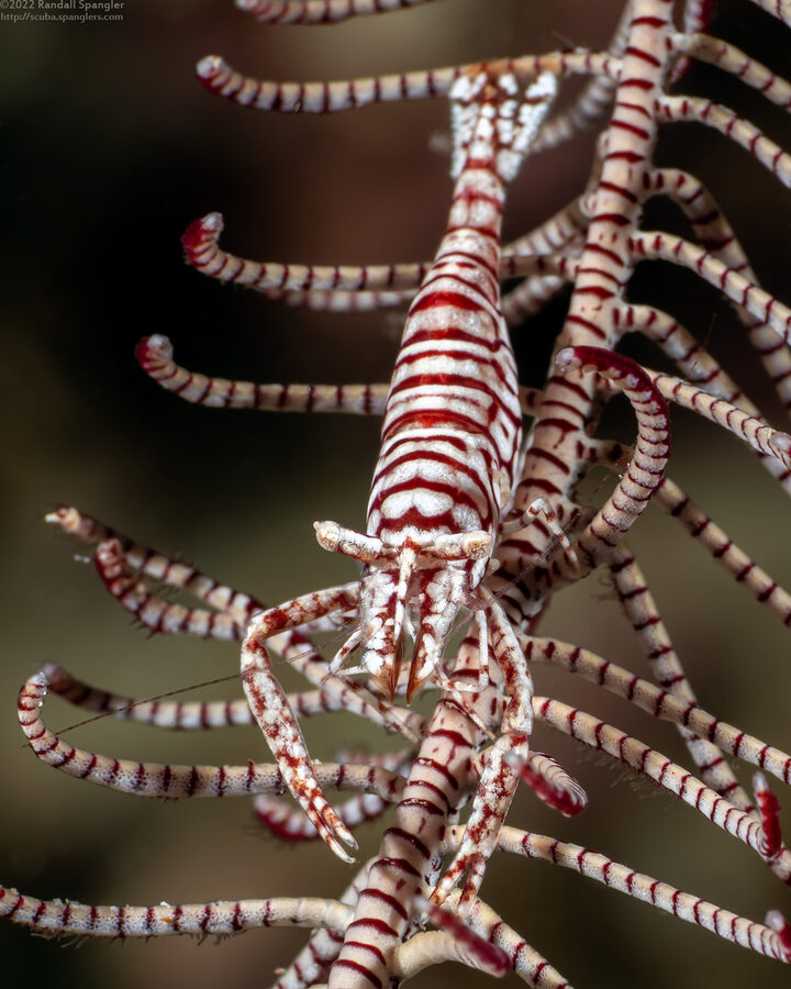 Laomenes pardus (Leopard Crinoid Shrimp)