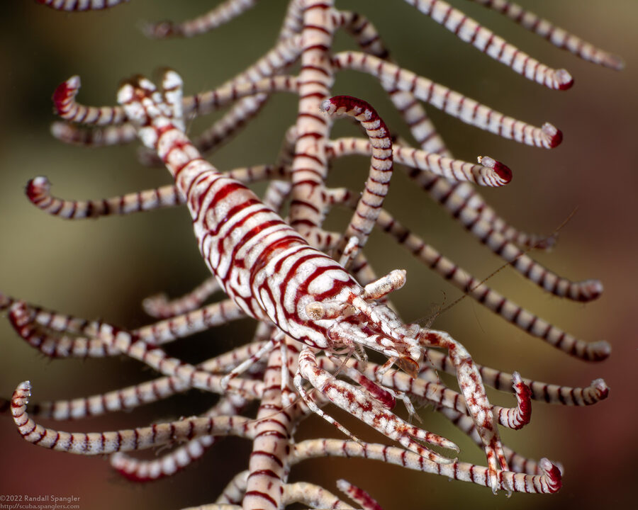 Laomenes pardus (Leopard Crinoid Shrimp)