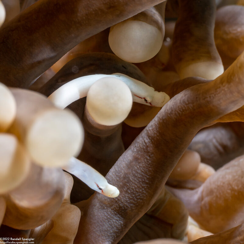 Siokunichthys nigrolineatus (Mushroom Coral Pipefish)