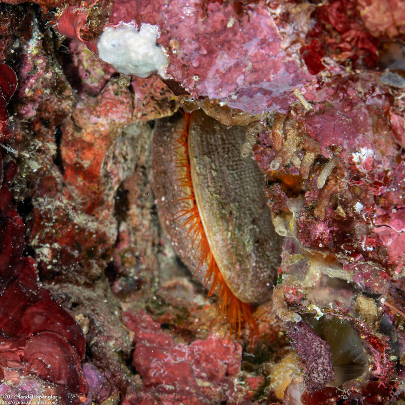 Ctenoides ales (Electric Fileclam)