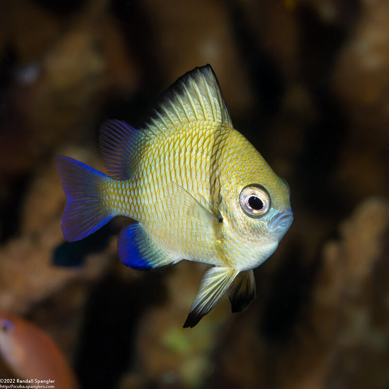 Dascyllus reticulatus (Reticulated Dascyllus)