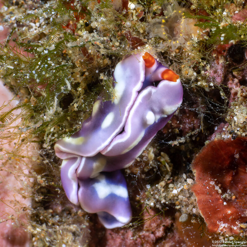 Thuridilla albopustulosa (White-Bump Sapsucking Slug)