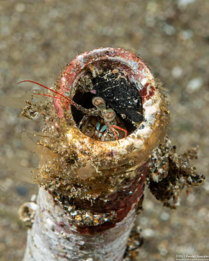 Haptosquilla stoliura (Blue Spot Mantis)