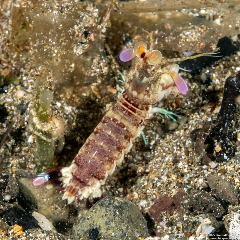 Odontodactylus latirostris (Pink-Eared Mantis)