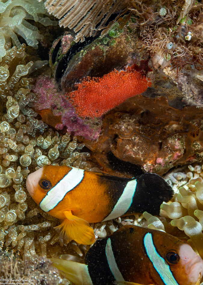 Amphiprion clarkii (Clark's Anemonefish)