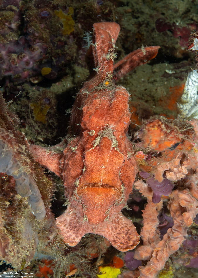 Antennarius commerson (Commerson's Frogfish)