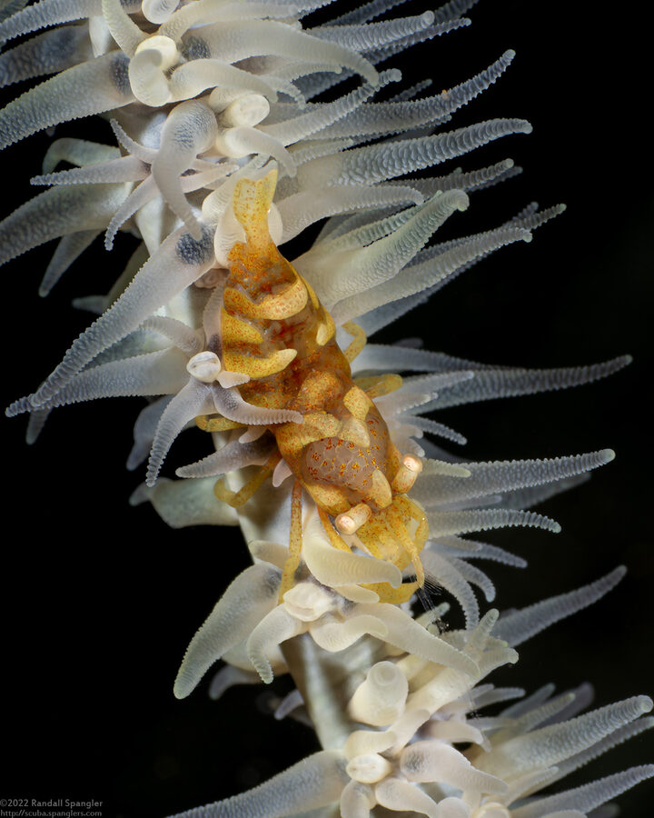 Pontonides ankeri (Barred Wire Coral Shrimp)