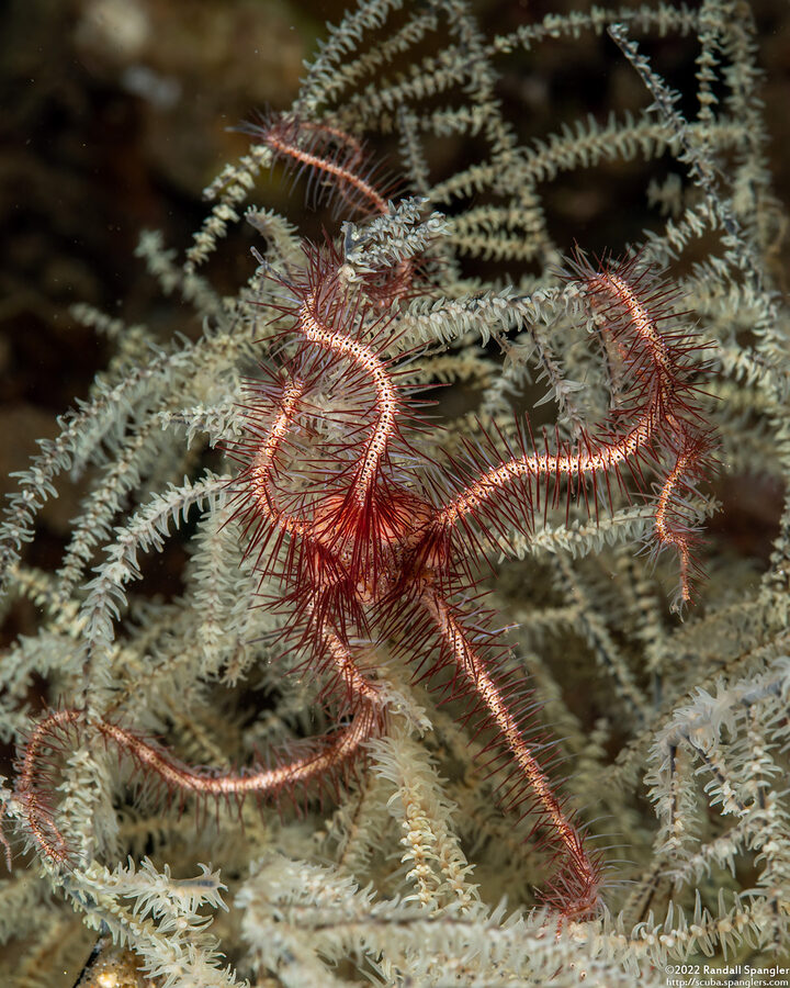 Ophiothrix purpurea (Dark Red-Spined Brittle Star)