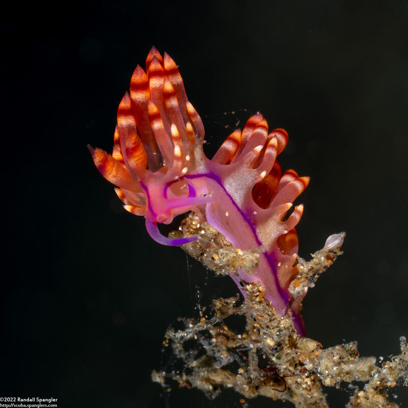 Coryphellina flamma (Flame Coryphellina)