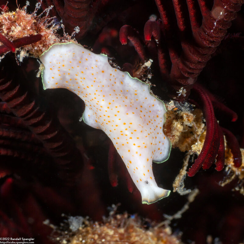 Pseudoceros sp.5 (Pseudoceros sp.5)