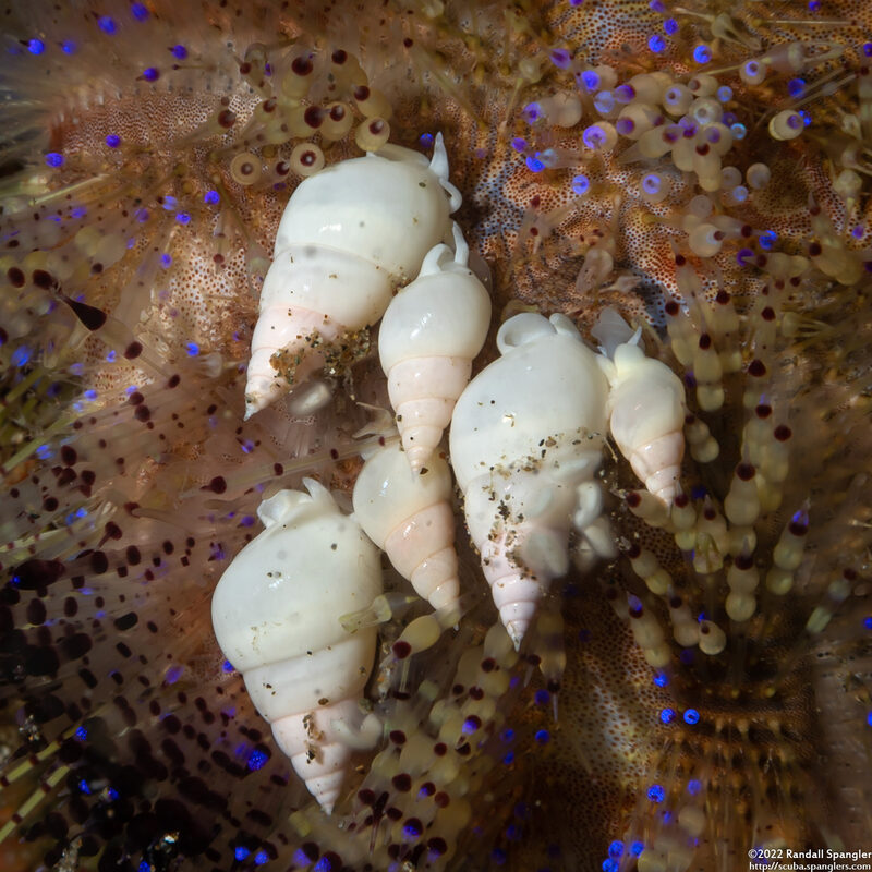 Echineulima asthenosomae (Fire Urchin Snail)