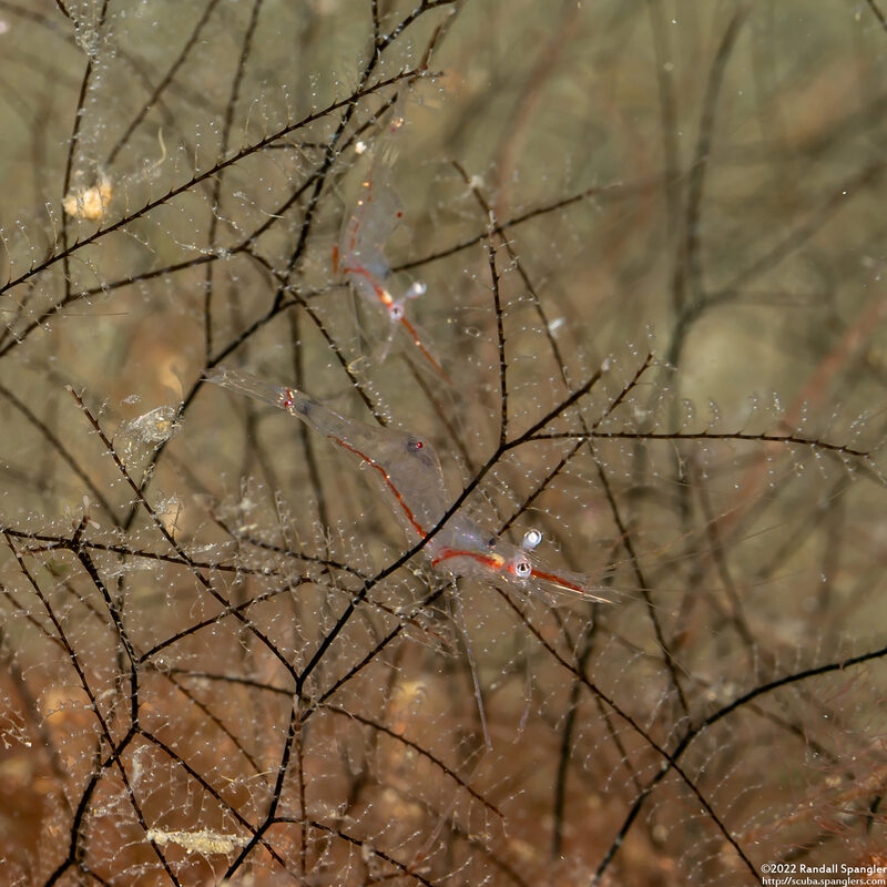 Manipontonia psamathe (Translucent Gorgonian Shrimp)