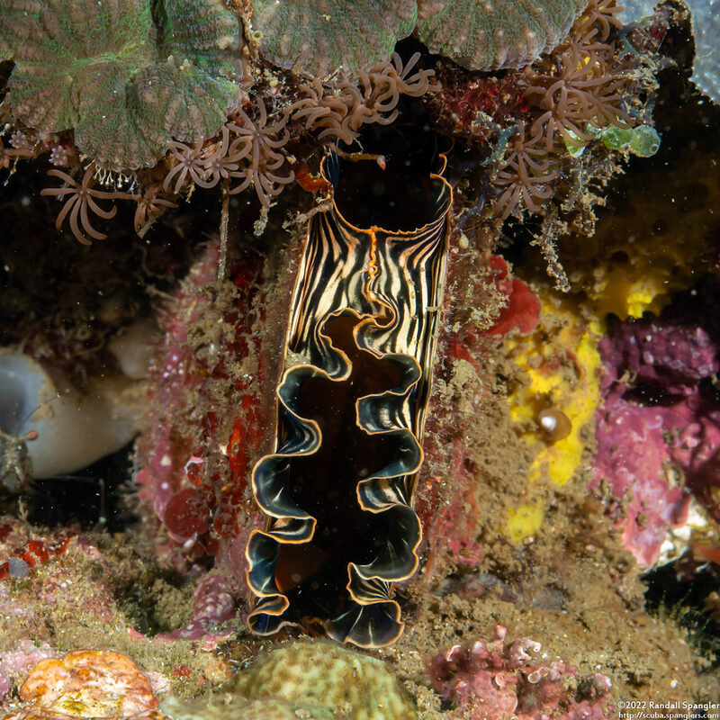 Atrina pectinata (Comb Pen Shell)