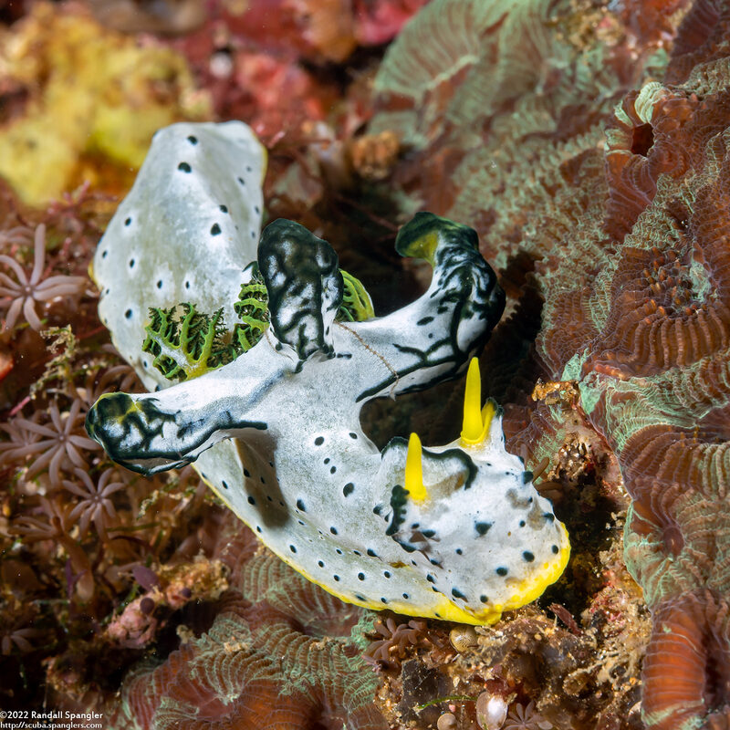 Notodoris  serenae (Gray Norse God)