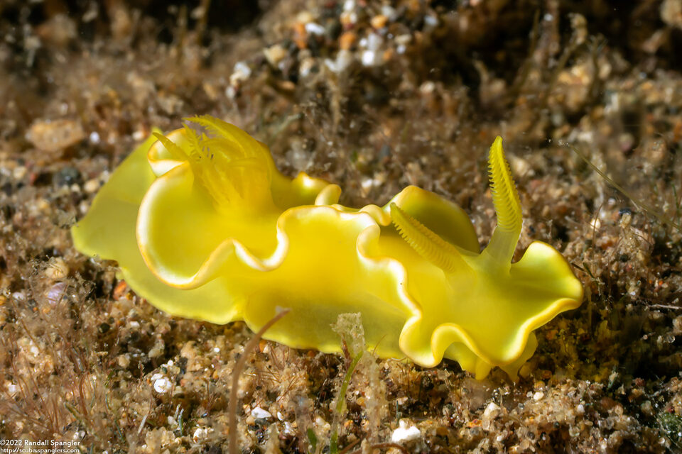 Diversidoris crocea (Saffron Diversidoris)